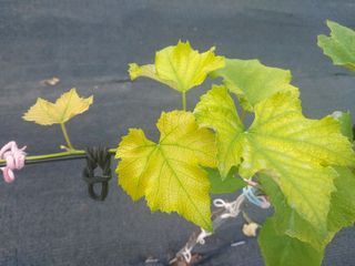 서강(Byun)님의 포도 · 영농일지 작성글 사진