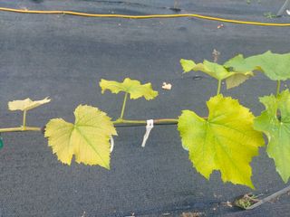 서강(Byun)님의 포도 · 영농일지 작성글 사진