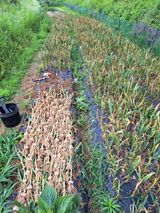 팜모닝 마늘·영농일지 게시글 이미지