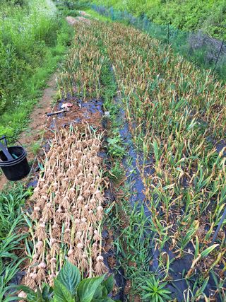 오문섭님의 마늘 · 영농일지 작성글 사진