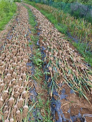 오문섭님의 마늘 · 영농일지 작성글 사진