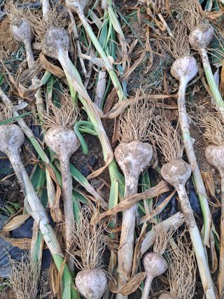 오문섭님의 마늘 · 영농일지 작성글 사진