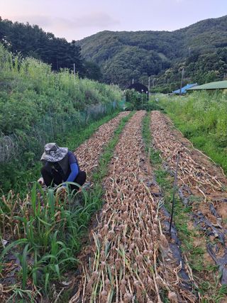 오문섭님의 마늘 · 영농일지 작성글 사진