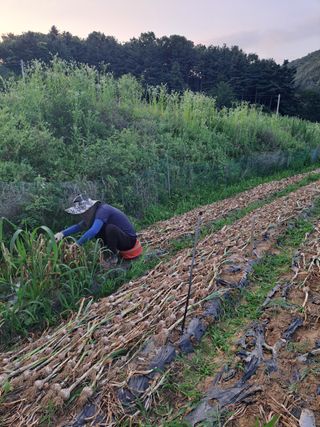 오문섭님의 마늘 · 영농일지 작성글 사진