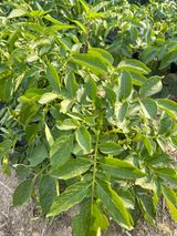 팜모닝 감자·자유게시판 게시글 이미지