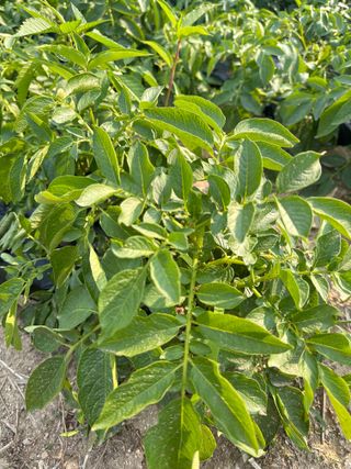 호저*윤정님의 감자 · 자유게시판 작성글 사진