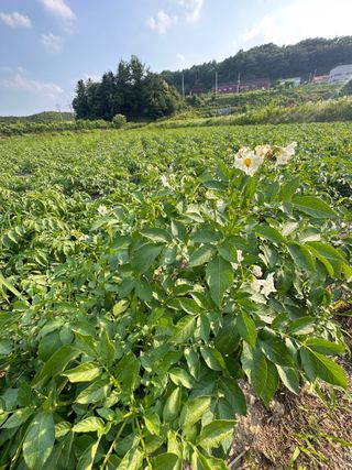 호저*윤정님의 감자 · 자유게시판 작성글 사진