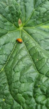 팜모닝 오이·병해충상담 게시글 이미지