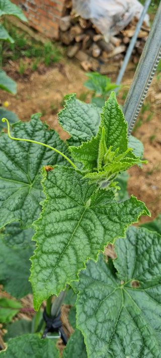 조순익님의 오이 · 병해충상담 작성글 사진