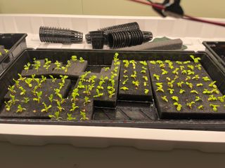 미니팜님의 상추 · 병해충상담 작성글 사진