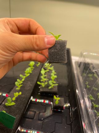 미니팜님의 상추 · 병해충상담 작성글 사진