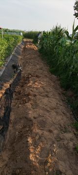 팜모닝 고추·영농일지 게시글 이미지