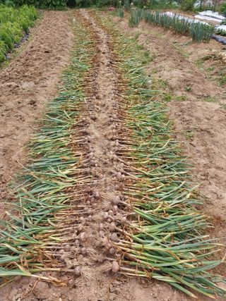 해안로님의 마늘 · 수확 작성글 사진