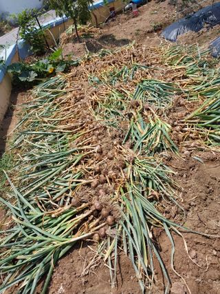 해안로님의 마늘 · 수확 작성글 사진