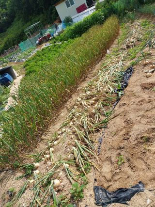 해안로님의 마늘 · 수확 작성글 사진