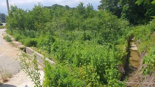 황영출님의 기타작물 · 영농일지 작성글 사진