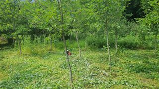 황영출님의 기타작물 · 영농일지 작성글 사진