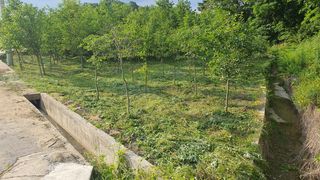 황영출님의 기타작물 · 영농일지 작성글 사진