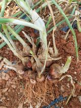 팜모닝 자유주제·자유게시판 게시글 이미지