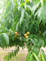 팜모닝 복숭아·자유게시판 게시글 이미지