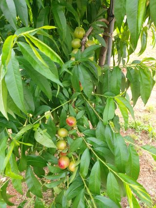 이명규님의 복숭아 · 자유게시판 작성글 사진