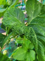 팜모닝 오이·병해충상담 게시글 이미지