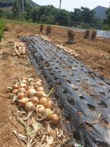 팜모닝 양파·자유게시판 게시글 이미지