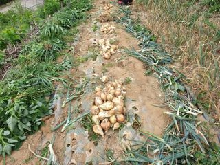 홍박농원님의 자유주제 · 자유게시판 작성글 사진