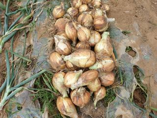 홍박농원님의 자유주제 · 자유게시판 작성글 사진