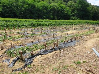 홍박농원님의 자유주제 · 자유게시판 작성글 사진