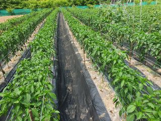 농군님의 고추 · 병해충상담 작성글 사진