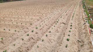 형설농원 정순정님의 콩 · 자유게시판 작성글 사진