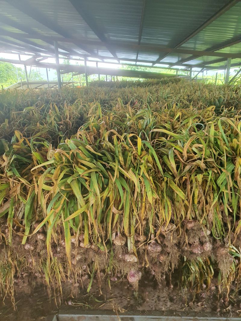 장터 상품 [대서마늘] 썸네일