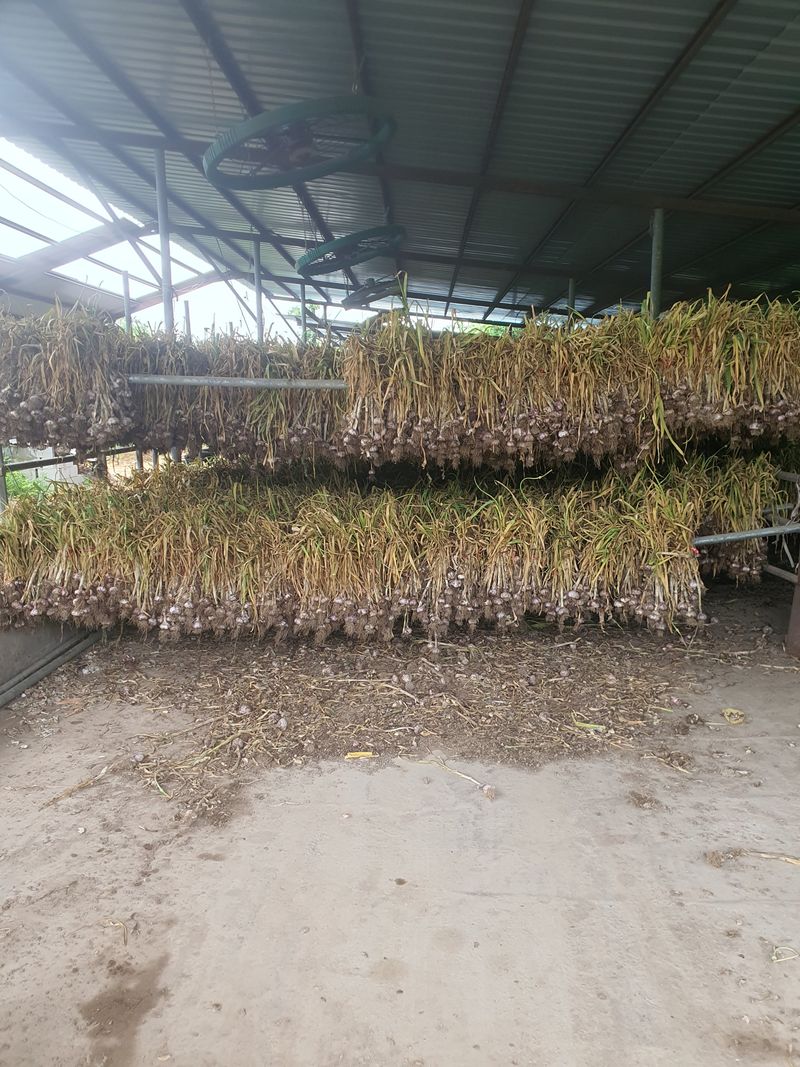 김영복님의 장터 판매 상품 [대서마늘] 첨부 사진