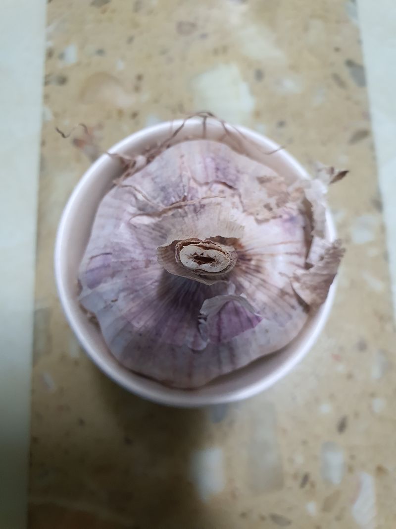 김영복님의 장터 판매 상품 [대서마늘] 첨부 사진