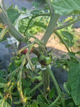 팜모닝 기타작물·자유게시판 게시글 이미지