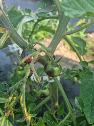 알 수 없음님의 기타작물 · 자유게시판 작성글 사진