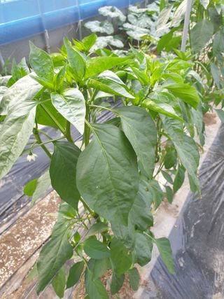 허굴산농장님의 고추 · 지주설치•유인•성장 작성글 사진