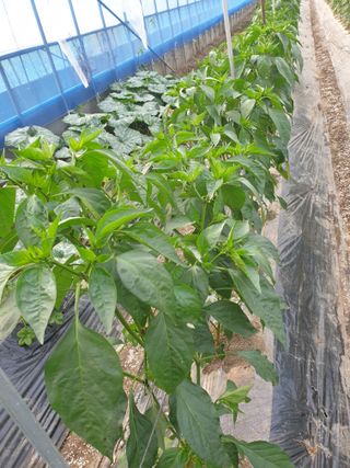 허굴산농장님의 고추 · 지주설치•유인•성장 작성글 사진