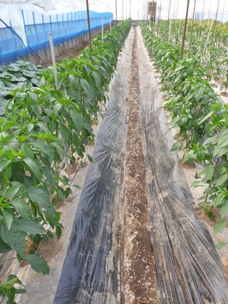 허굴산농장님의 고추 · 지주설치•유인•성장 작성글 사진