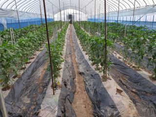 허굴산농장님의 고추 · 지주설치•유인•성장 작성글 사진