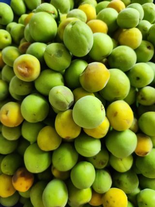 정열님의 매실 · 영농일지 작성글 사진