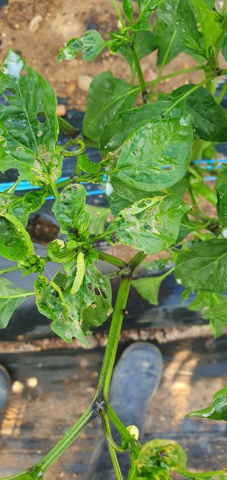 팜모닝회원 성주 님의 고추 · 비료•농약 작성글 사진