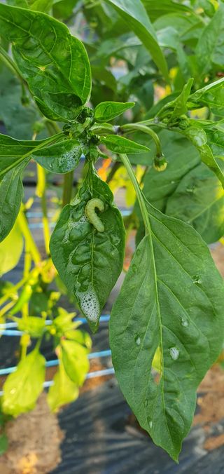 팜모닝회원 성주 님의 고추 · 비료•농약 작성글 사진