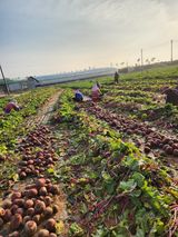 팜모닝 기타작물·자유게시판 게시글 이미지