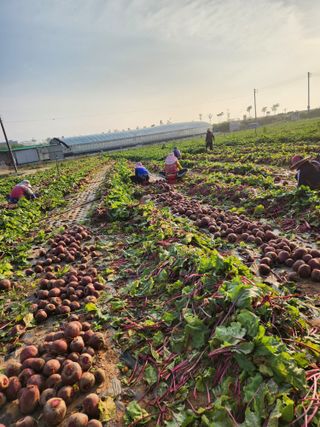 무안최향숙님의 기타작물 · 자유게시판 작성글 사진