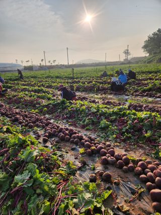 무안최향숙님의 기타작물 · 자유게시판 작성글 사진