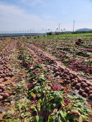 무안최향숙님의 기타작물 · 자유게시판 작성글 사진