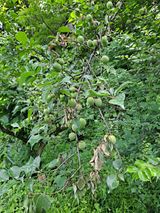 팜모닝 감·병해충상담 게시글 이미지