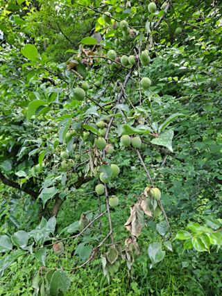 길도님의 감 · 병해충상담 작성글 사진